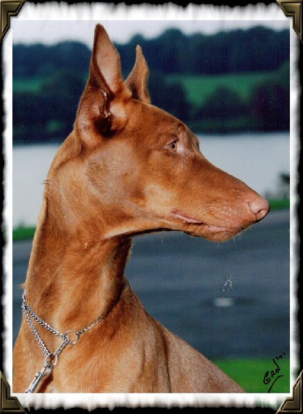 Publication : Ozymankia's