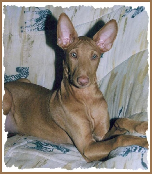 Publication : Ozymankia's Auteur : Photo GAD