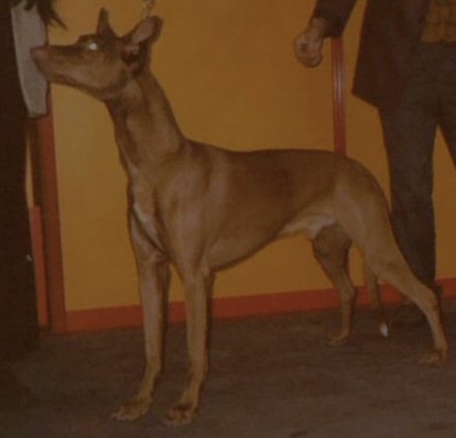 Publication : Ozymankia's