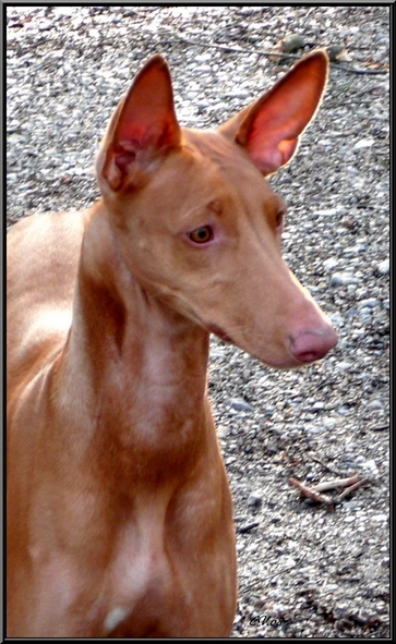 Publication : Ozymankia's Auteur : Photo GAD