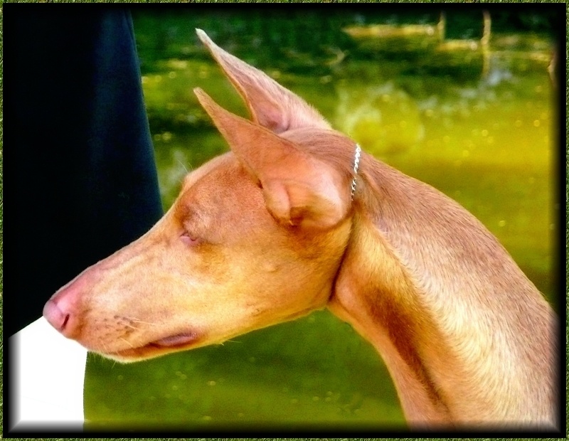 Publication : Ozymankia's Auteur : Photo GAD