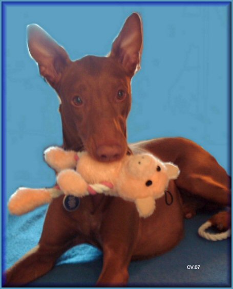 Publication : Ozymankia's