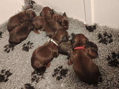 Chiot N°1 - Teckel poil long