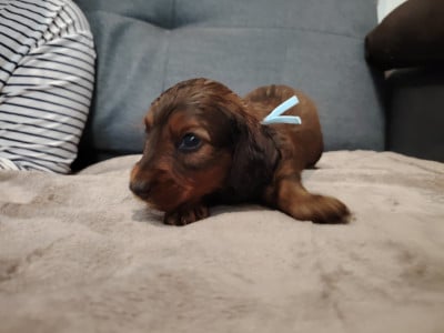 Les chiots de Teckel poil long