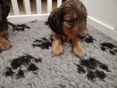 Les chiots de Teckel poil long