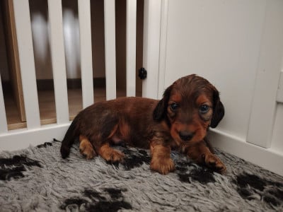 Les chiots de Teckel poil long