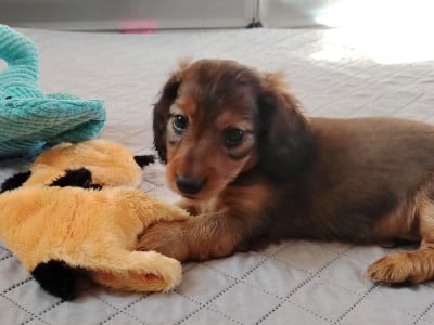 Les chiots de Teckel poil long