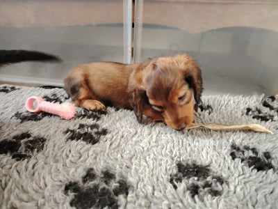 Les chiots de Teckel poil long