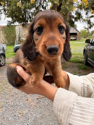 Les chiots de Teckel poil long