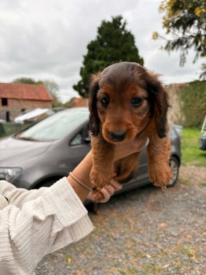 Les chiots de Teckel poil long
