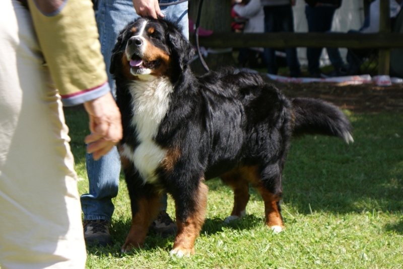 CH. Emy for ever De la chalerie - 2eme exc. RCACS