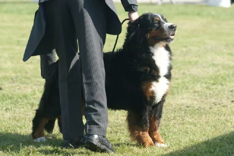CH. Emy for ever De la chalerie - T.B.