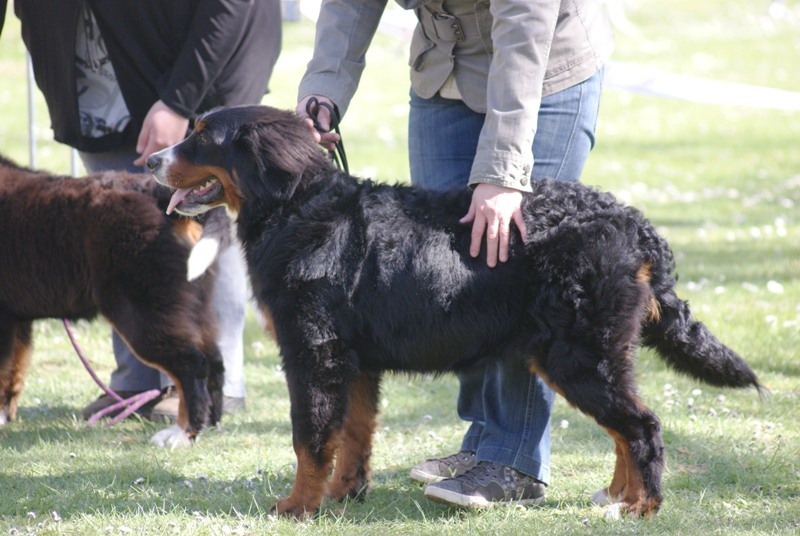 Hassan junior des molosses de la rose noire - 3eme TP