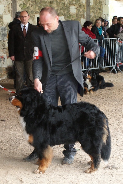 CH. Emy for ever De la chalerie - 4 eme Exc. Classe ouverte