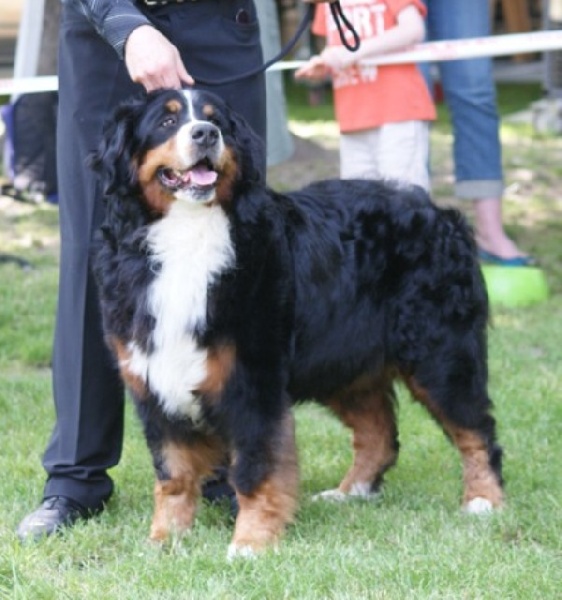 CH. Emy for ever De la chalerie - 1ere exc. CACS BOB