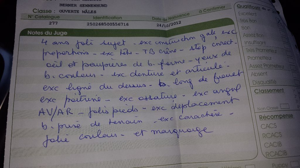 Hassan junior des molosses de la rose noire - 2eme exc.RCACS