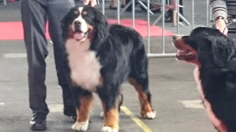 Isa bella De la chalerie - 1ère CACS CACIB