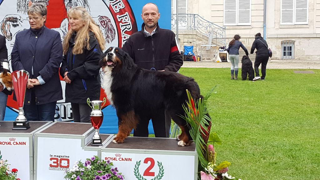 Hassan junior des molosses de la rose noire - 1er exc CACS BOB meilleur du groupe 2 et 2eme meilleur chien de l'exposition.