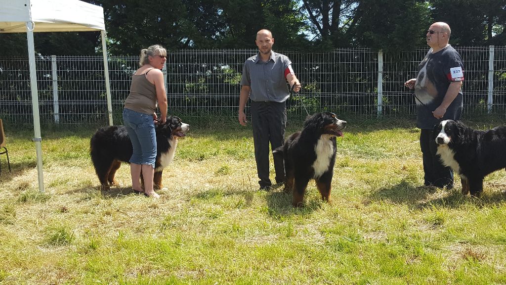 Hassan junior des molosses de la rose noire - 2eme exc.RCACS