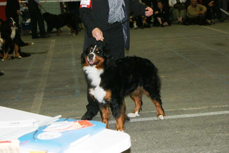 CH. Emy for ever De la chalerie - 2eme exc. RCACS RACIB Classe inter