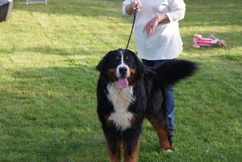 Hassan junior des molosses de la rose noire - 1 er Exc. CACS