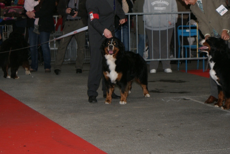 CH. Emy for ever De la chalerie - 1ere exc. classe ouverte CACS CACIB BOB