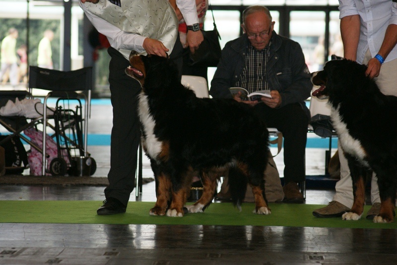 CH. Emy for ever De la chalerie - EXC.