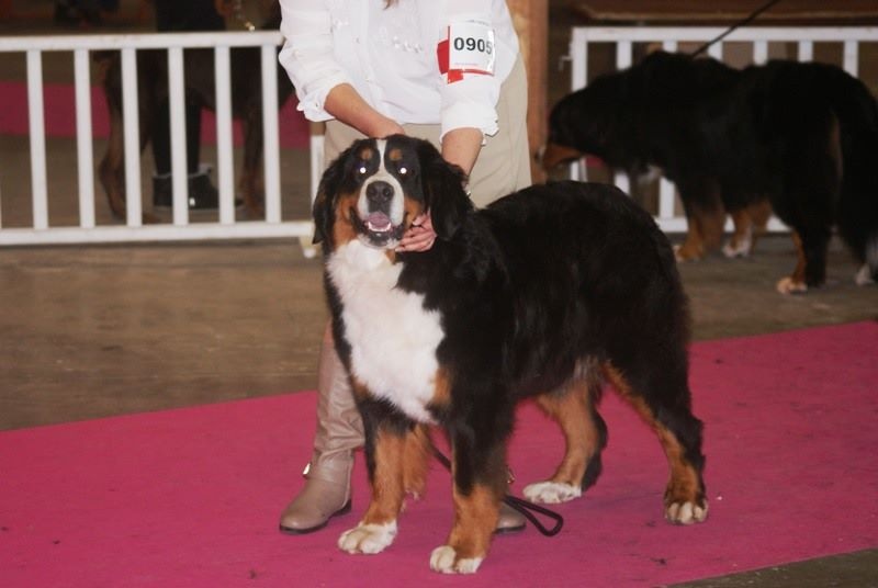 Isa bella De la chalerie - 1ere excellent CACS RCACIB classe inter.