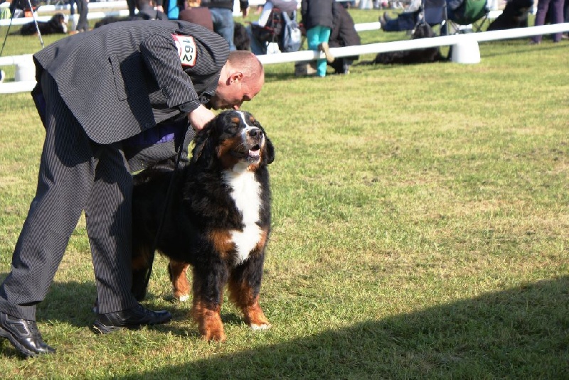 CH. Emy for ever De la chalerie - 1ere exc CACS CACIB B.O.S.