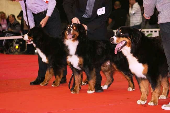 CH. Emy for ever De la chalerie - 3eme Exc.