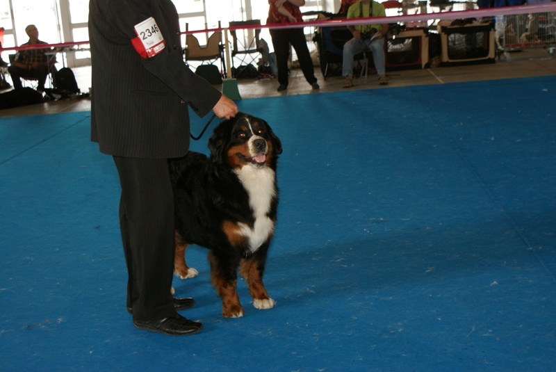 CH. Emy for ever De la chalerie - 4eme Exc.