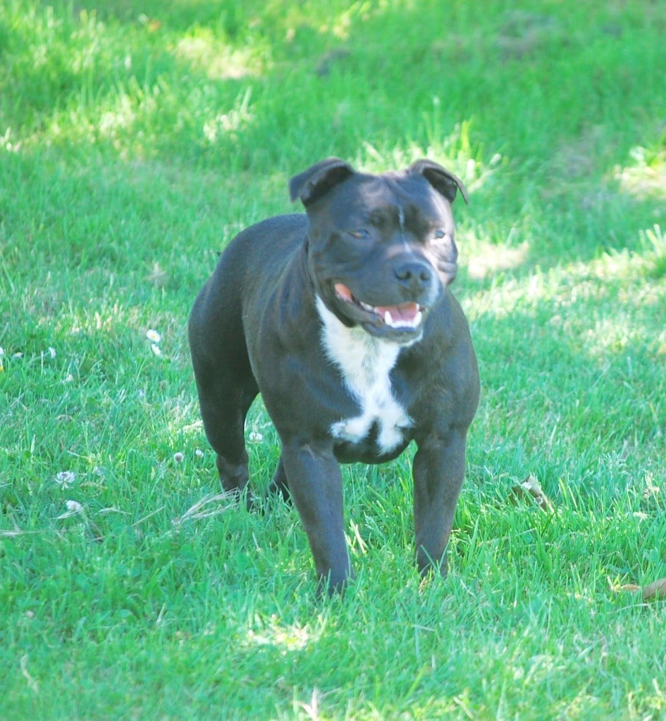 Publication : Zadatis Auteur : thomas