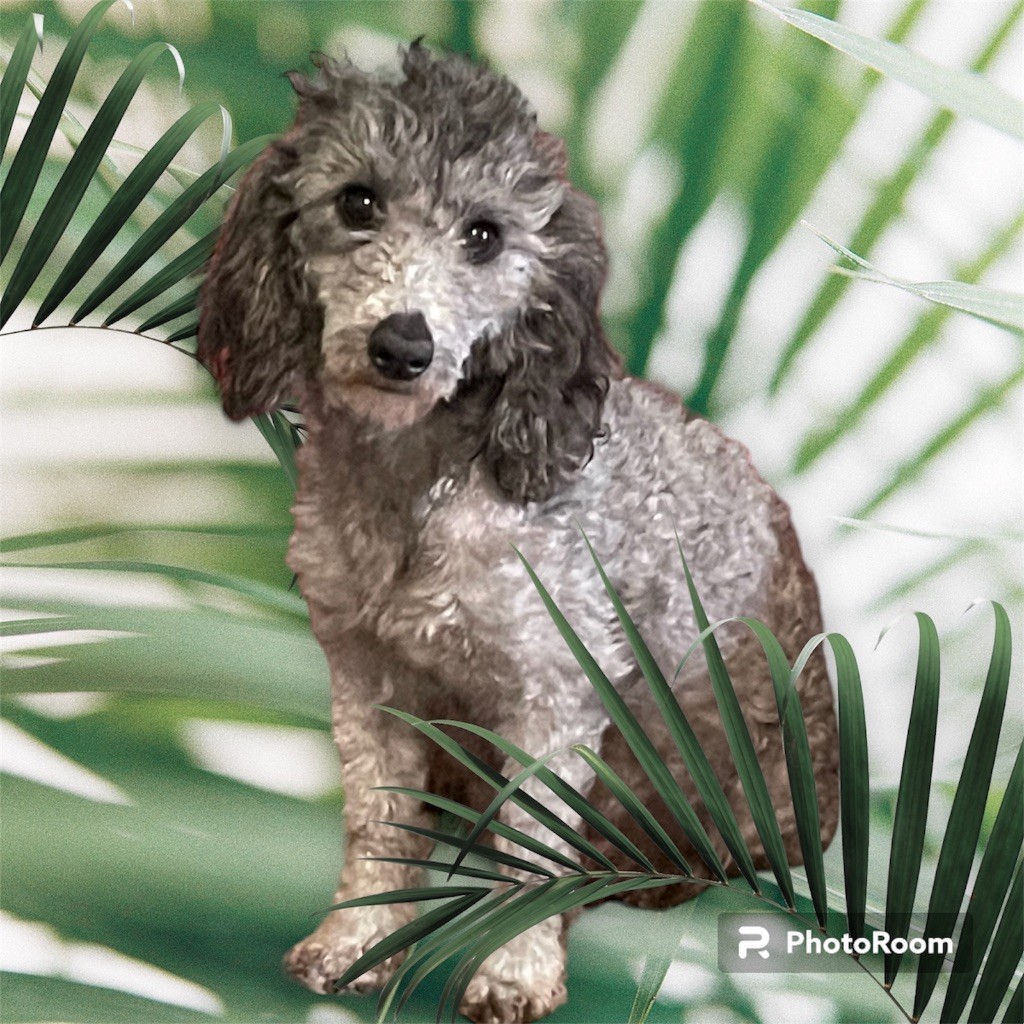 Publication : Zadatis