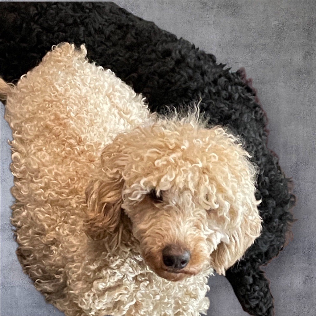 Publication : Zadatis