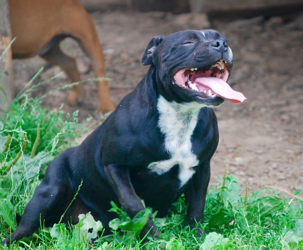 Publication : Zadatis Auteur : thomas