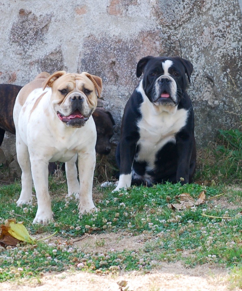 Publication : Zadatis Auteur : thomas