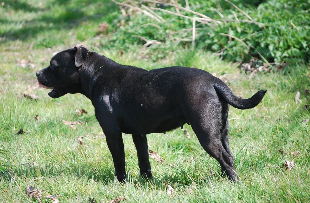 Publication : Zadatis