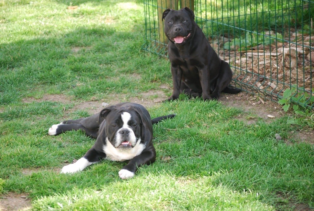 Publication : Zadatis