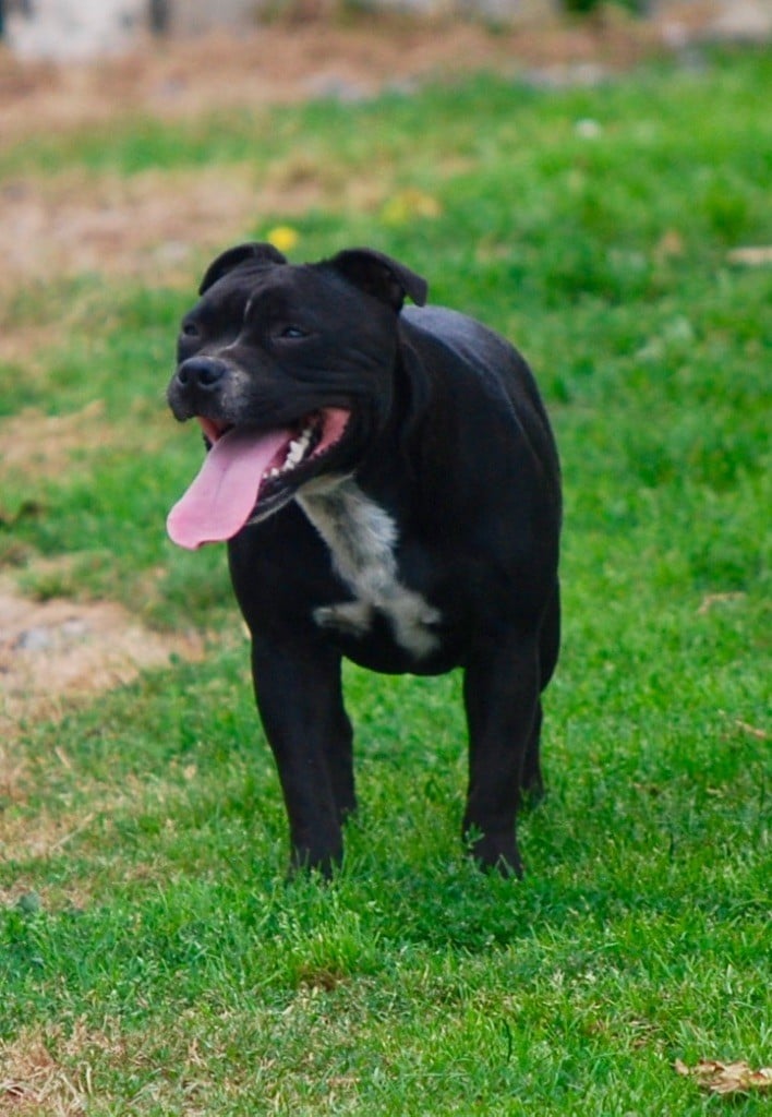 Publication : Zadatis Auteur : thomas