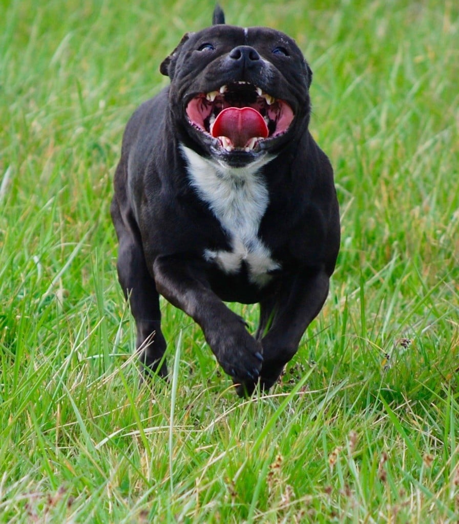 Publication : Zadatis Auteur : thomas