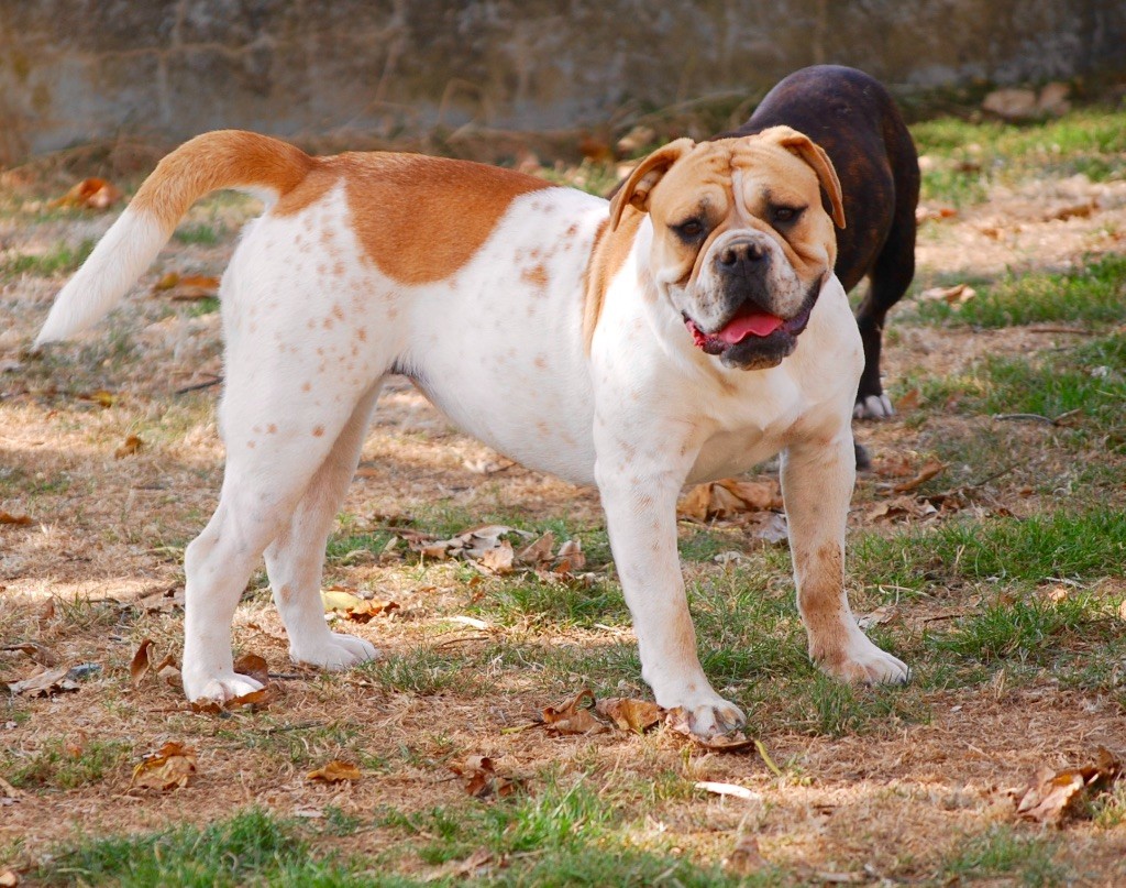 Publication : Zadatis Auteur : thomas