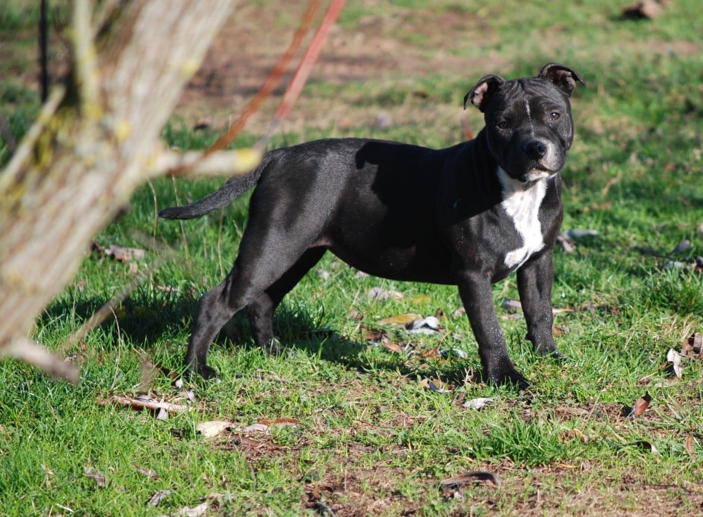 Publication : Zadatis Auteur : thomas