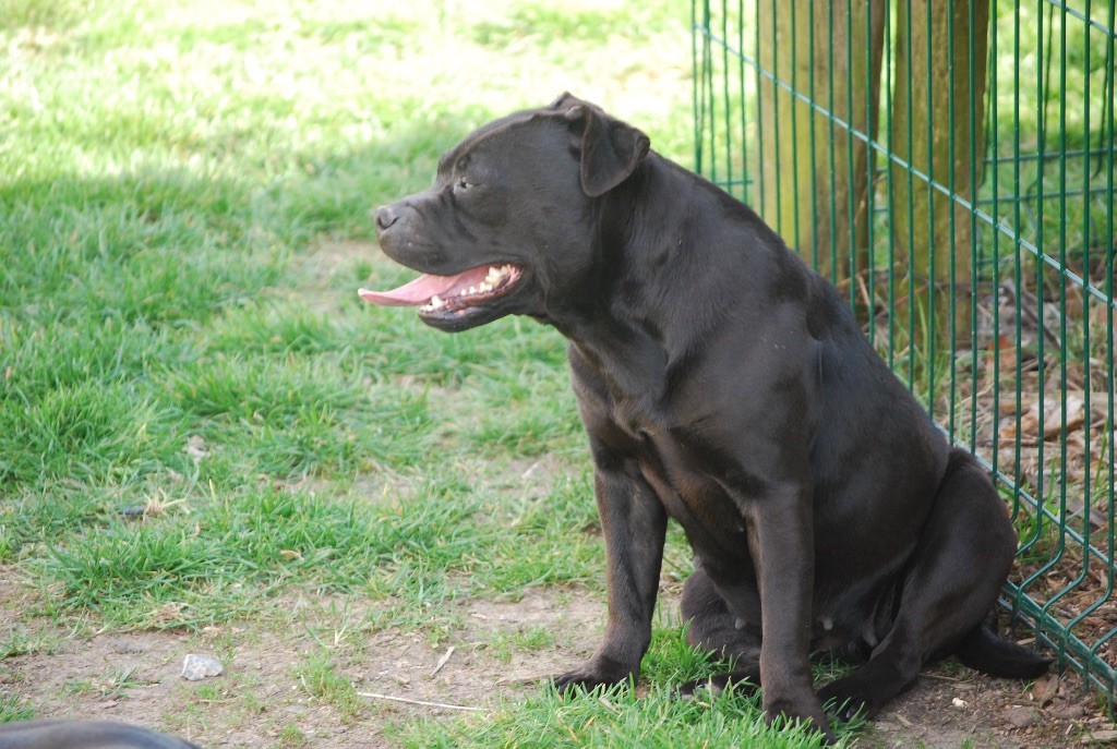 Publication : Zadatis