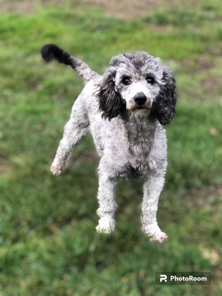 Publication : Zadatis