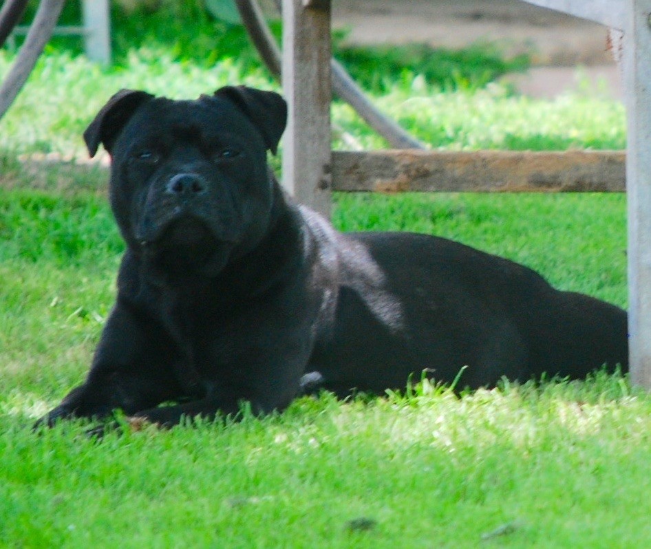 Publication : Zadatis