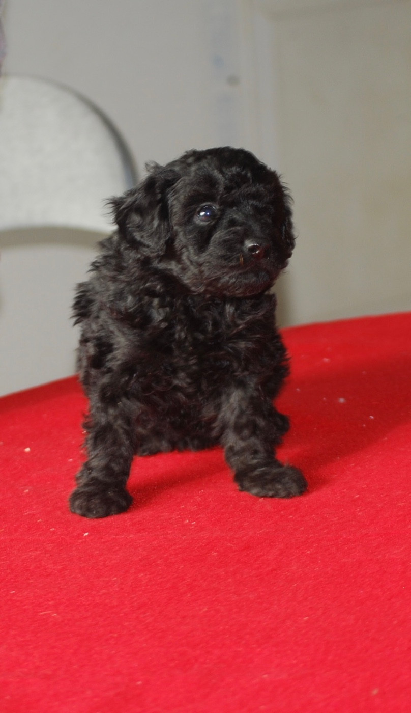 Caniche - Caniches nains superbes b?b?s bient?t disponibles  - Zadatis