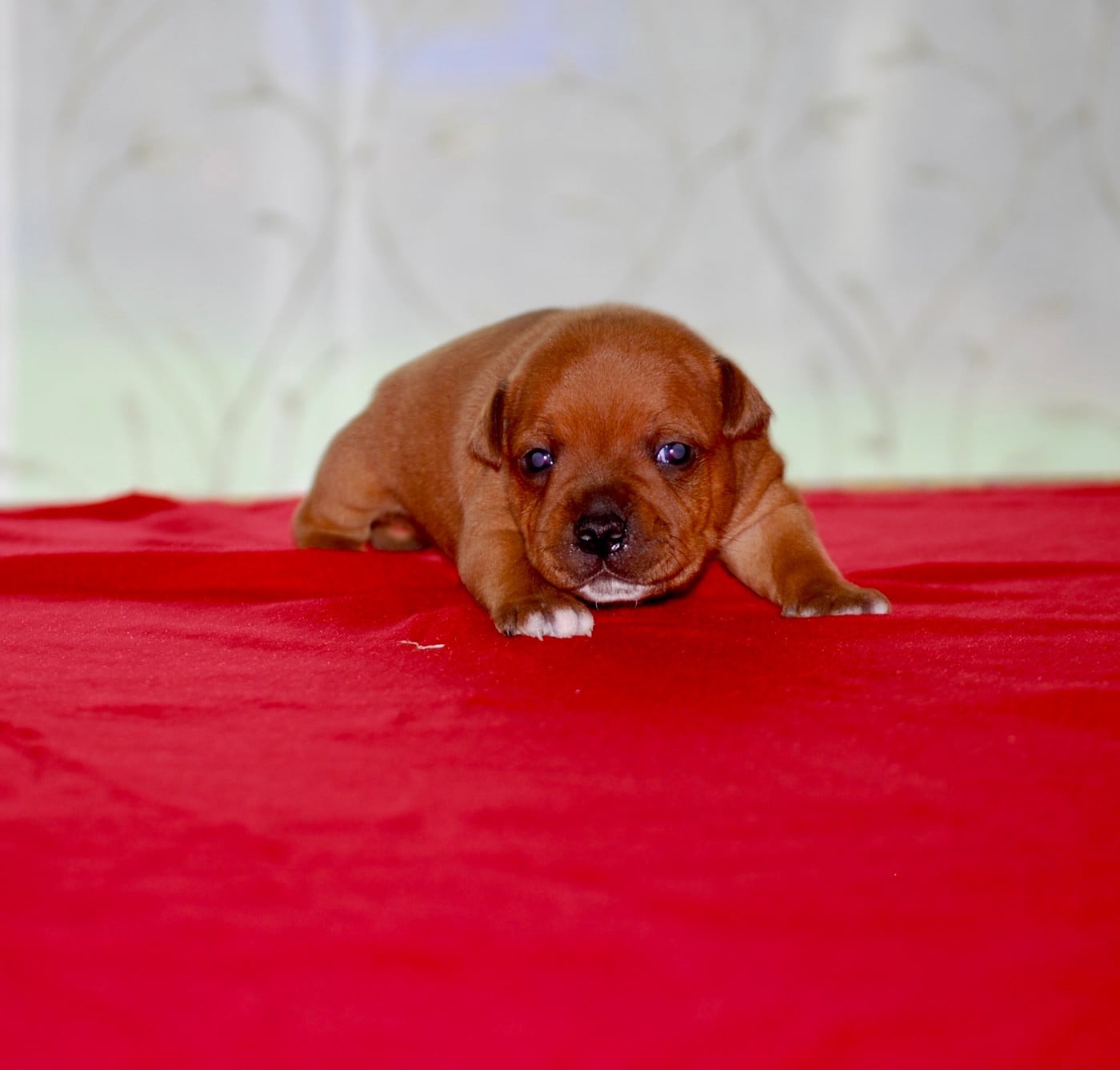 Staffordshire Bull Terrier - Zadatis