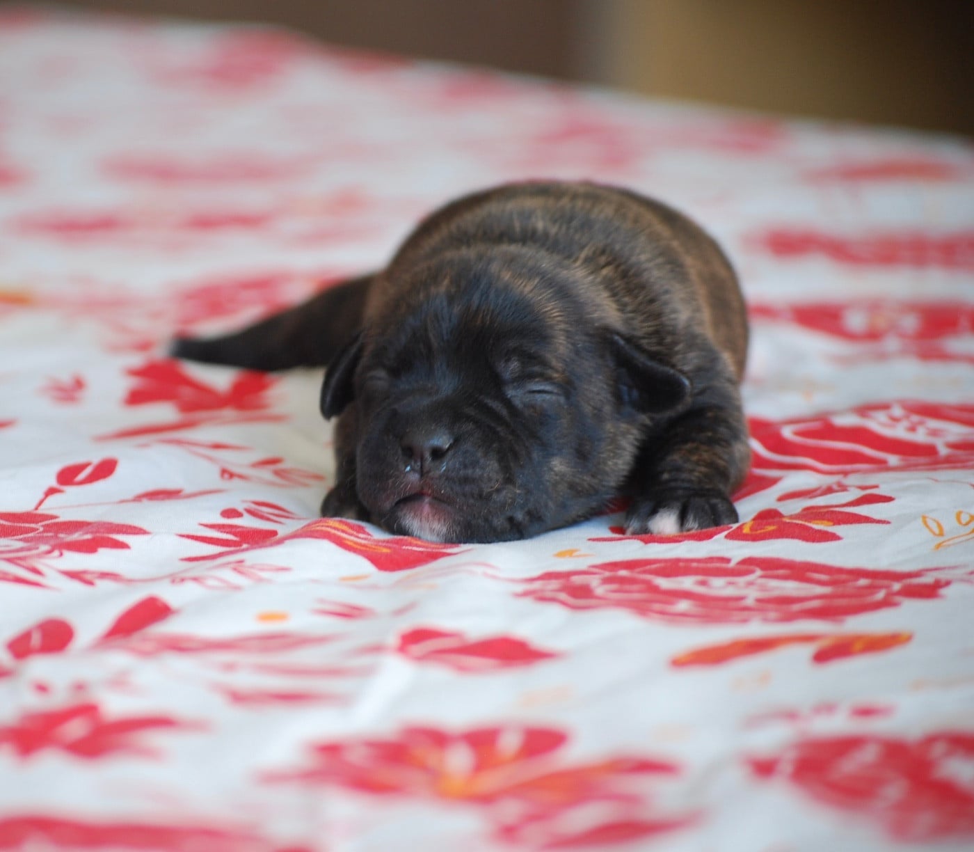 Staffordshire Bull Terrier - Zadatis