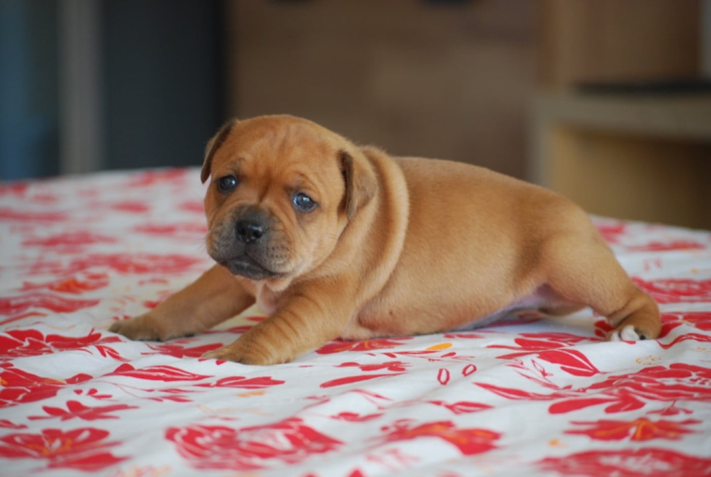 Staffordshire Bull Terrier - Zadatis