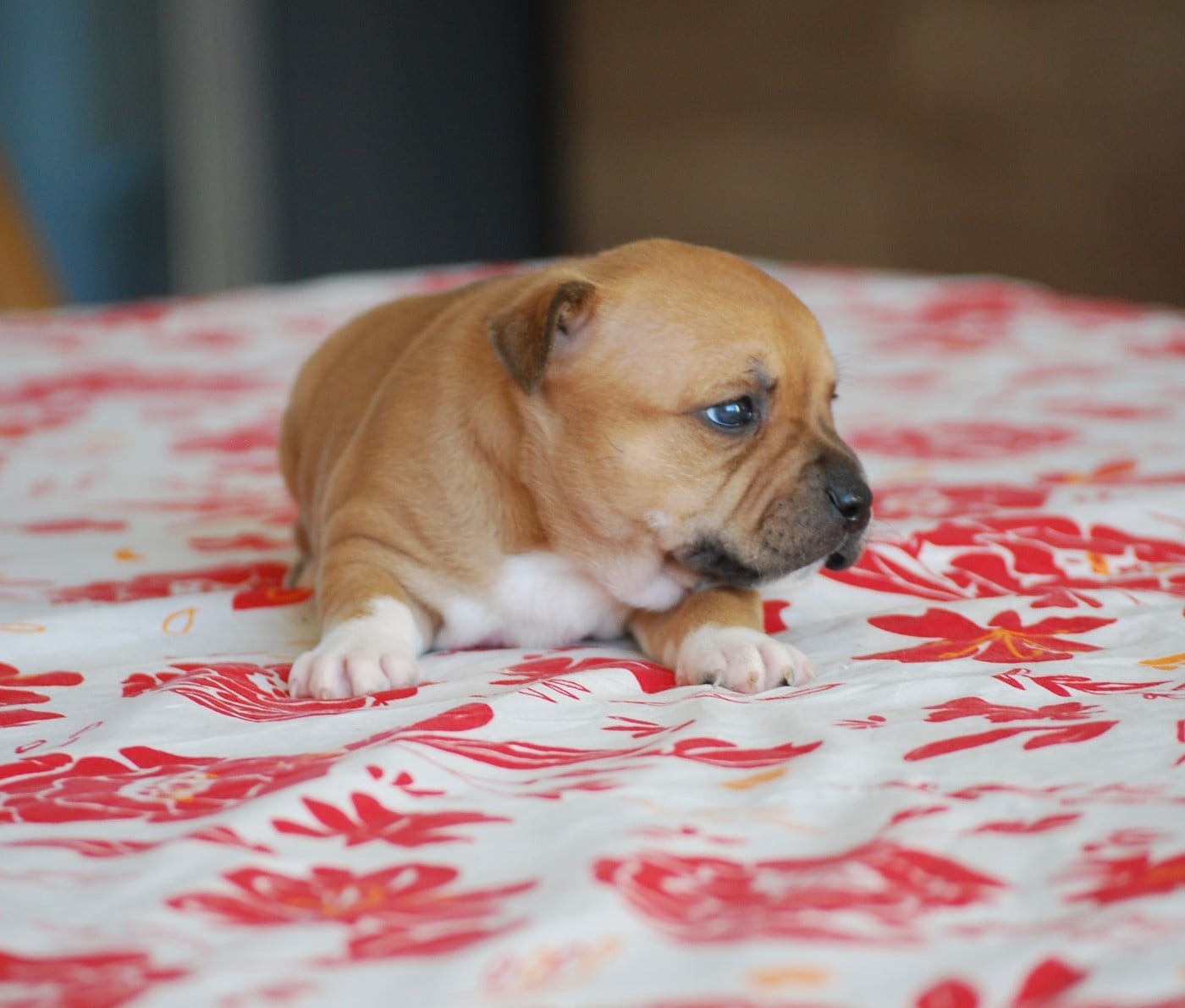 Staffordshire Bull Terrier - Zadatis